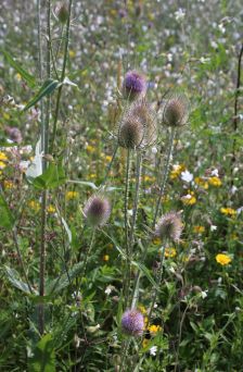 Projekt "Bunte Biomasse" - Wildblumen auf dem Feld von Landwirt Richard Schulte © Foto Kreis Paderborn